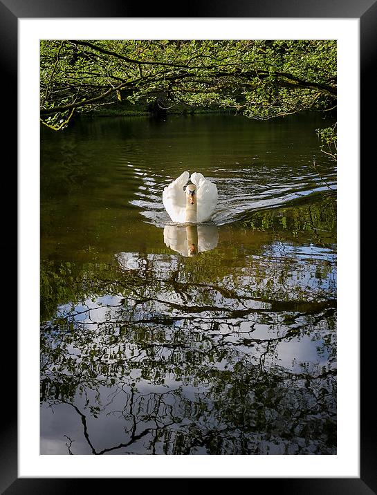Graceful Swan Framed Mounted Print by Andy McGarry