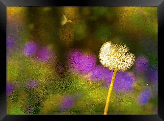 Dandelion Clock in front of a field of bluebells Framed Print by Andy McGarry
