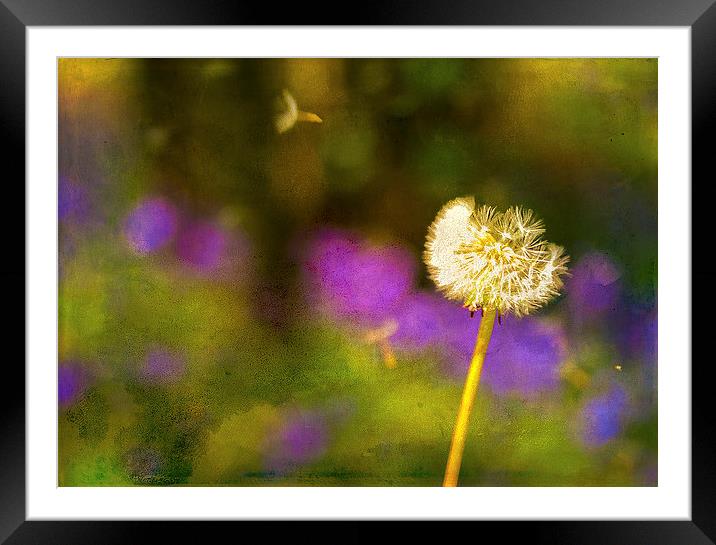 Dandelion Clock in front of a field of bluebells Framed Mounted Print by Andy McGarry
