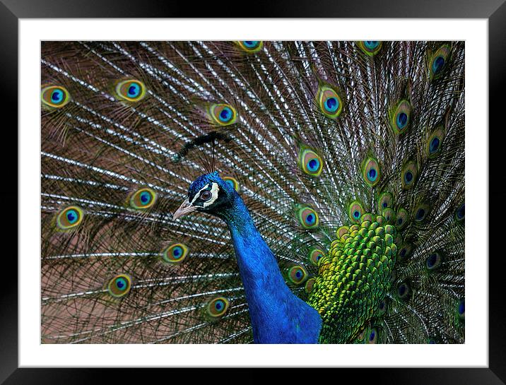 Peacock Framed Mounted Print by Andy McGarry