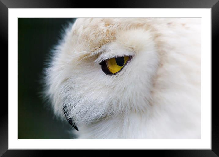 Snowy Owl Portrait Framed Mounted Print by Andy McGarry