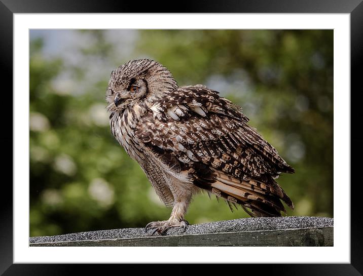 Bengal Eagle Owl Framed Mounted Print by Andy McGarry