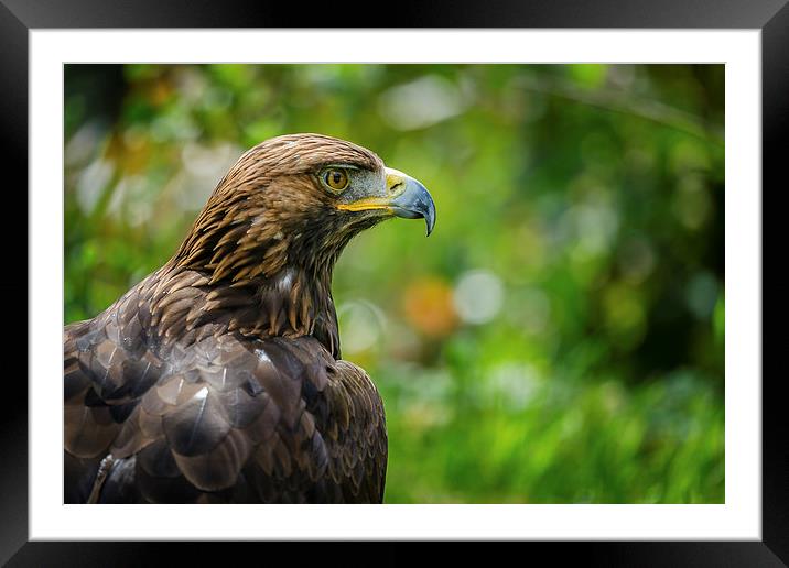 Golden Eagle Portrait Framed Mounted Print by Andy McGarry