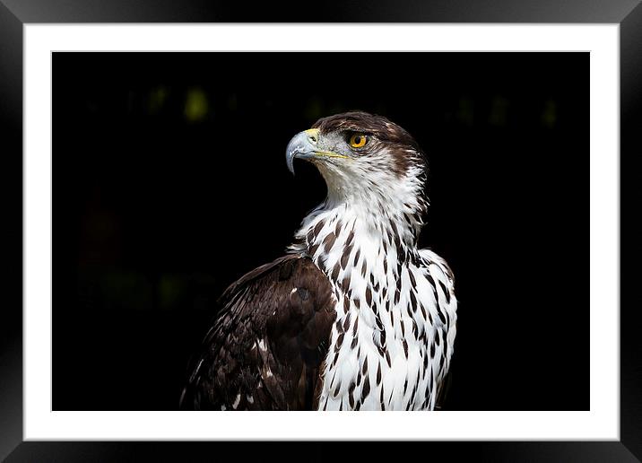 African Hawk Eagle Framed Mounted Print by Andy McGarry
