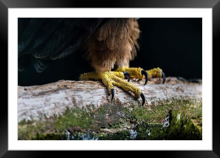  Talons of a African Tawny Eagle Framed Mounted Print by Andy McGarry