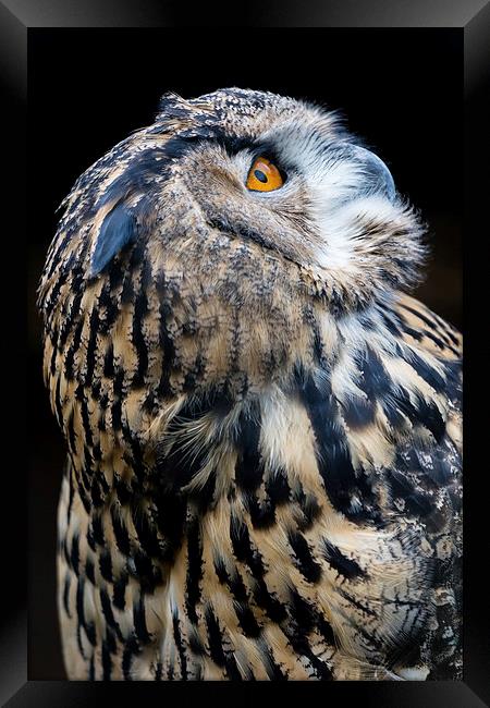 European Eagle Owl Portrait Framed Print by Andy McGarry