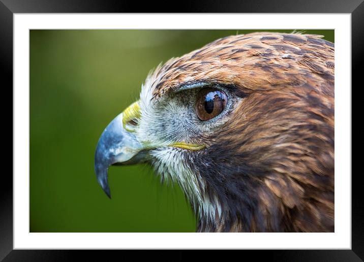  Red Tailed Buzzard Portrait Framed Mounted Print by Andy McGarry