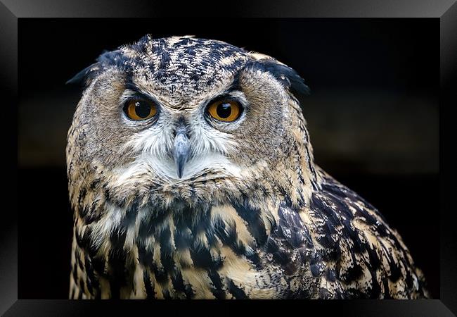  European Eagle Owl Portrait Framed Print by Andy McGarry