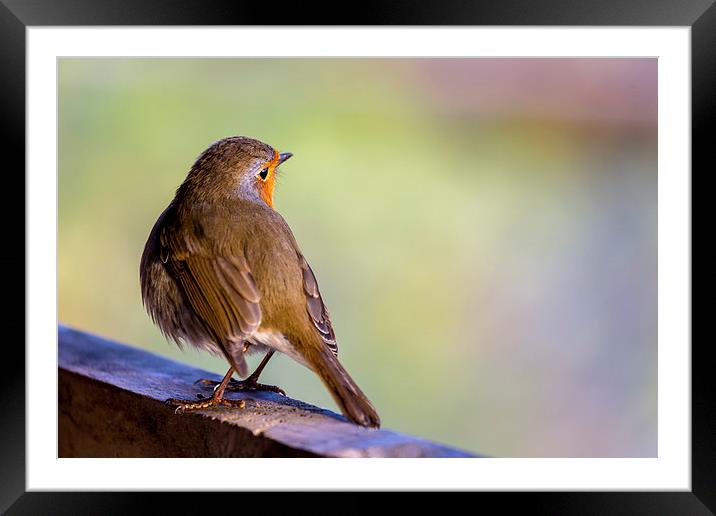  Robin Redbreast Portrait Framed Mounted Print by Andy McGarry