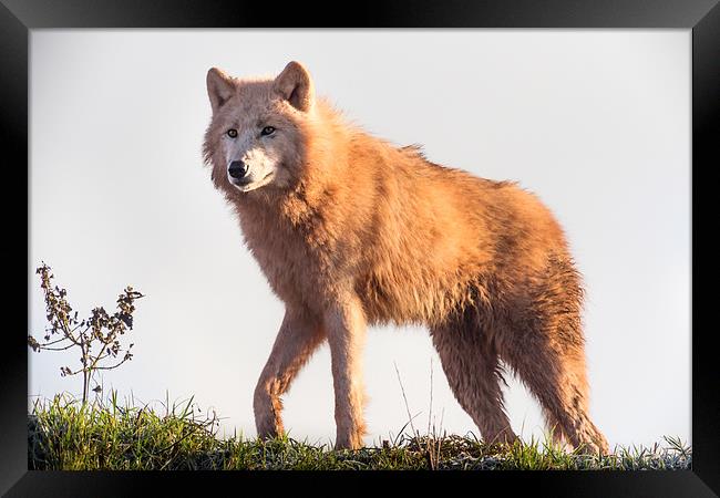  Arctic Wolf at Sunrise Framed Print by Andy McGarry