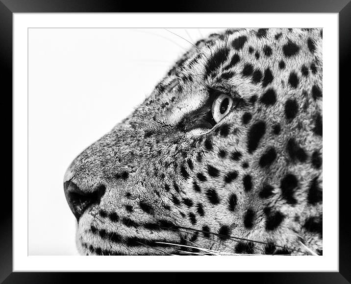  Sri Lankan Leopard Framed Mounted Print by Andy McGarry