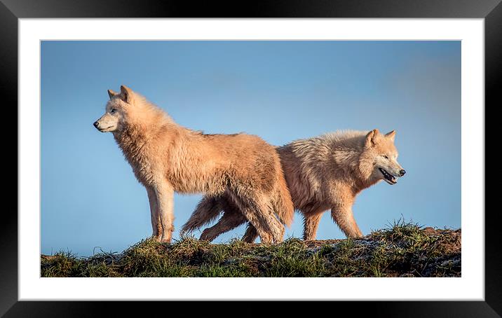  Arctic Wolves Framed Mounted Print by Andy McGarry
