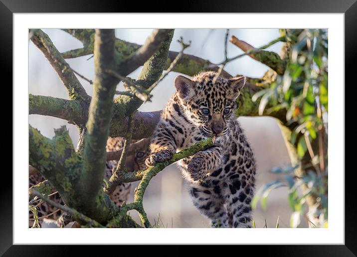  Jaguar Cub Framed Mounted Print by Andy McGarry