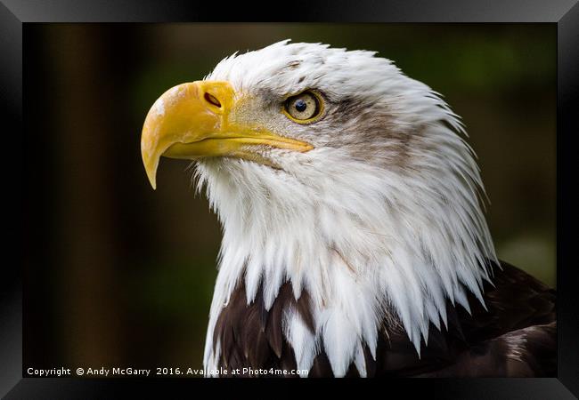 American Bald Eagle Portrait Framed Print by Andy McGarry