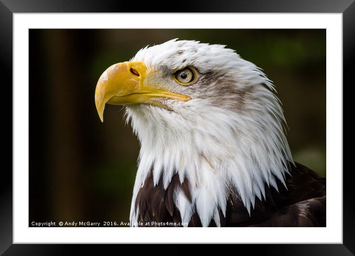 American Bald Eagle Portrait Framed Mounted Print by Andy McGarry