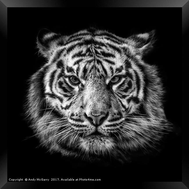 Tiger Portrait Framed Print by Andy McGarry