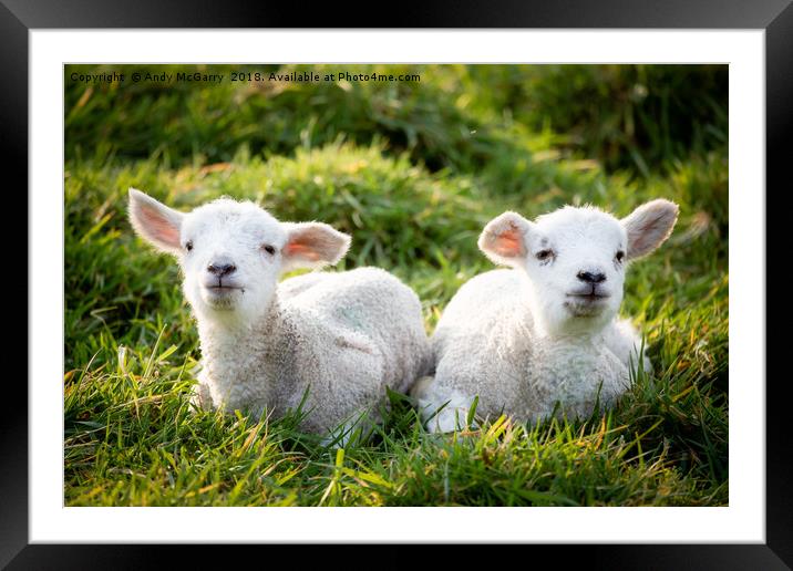 Spring Lambs Framed Mounted Print by Andy McGarry