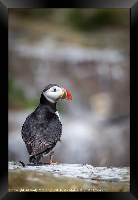 Puffin Portrait Framed Print by Andy McGarry