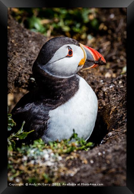 Puffin on the nest Framed Print by Andy McGarry