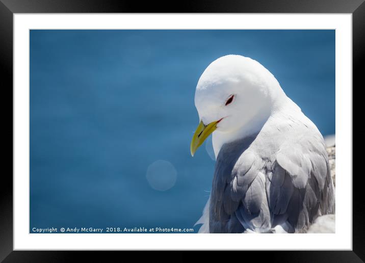 Kittiwake Portrait Framed Mounted Print by Andy McGarry