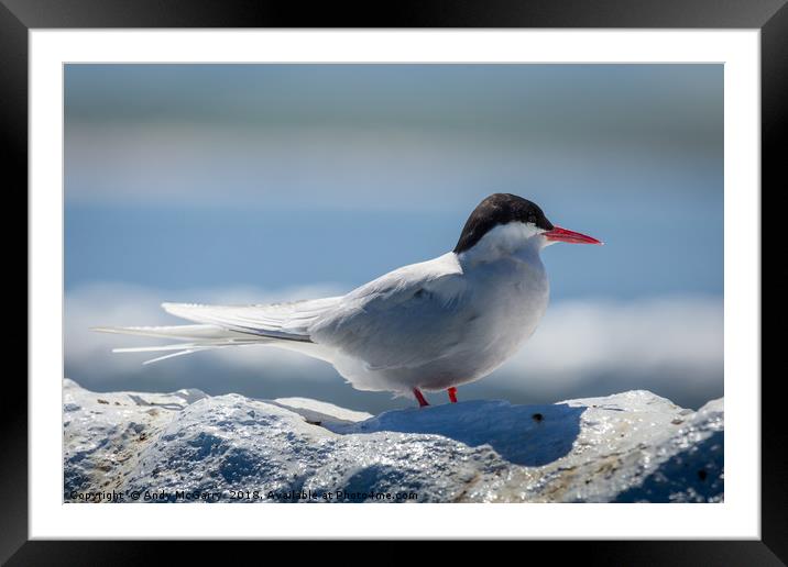 Arctic Tern close up Framed Mounted Print by Andy McGarry