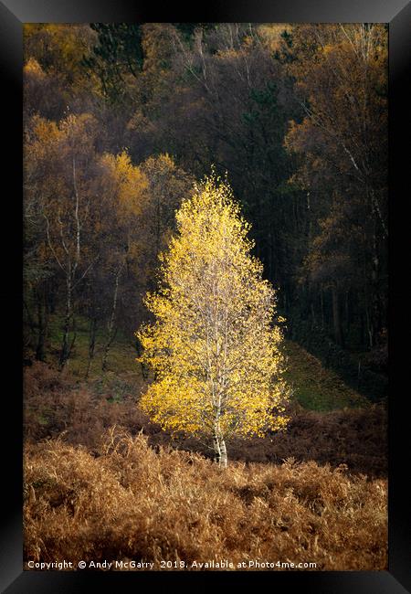 Autumn Tree in Sunlight Framed Print by Andy McGarry