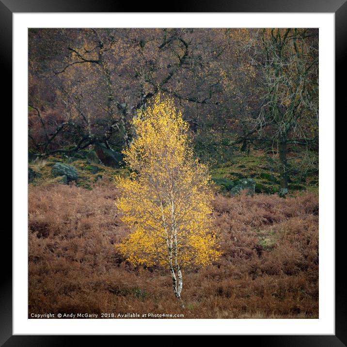 Autumn Tree in Sunlight Framed Mounted Print by Andy McGarry