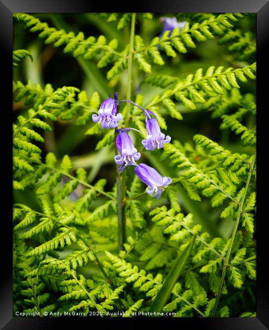Spring Bluebells Framed Print by Andy McGarry
