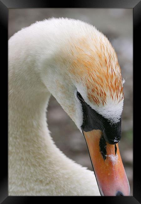 swan Framed Print by william sharpe