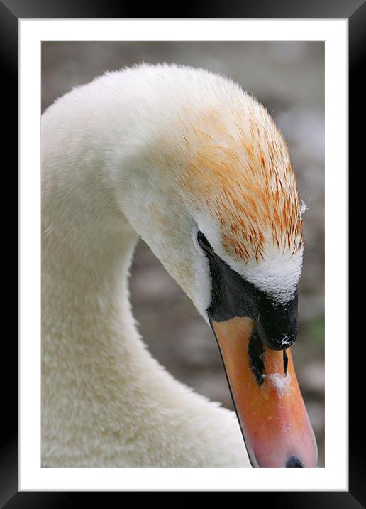 swan Framed Mounted Print by william sharpe
