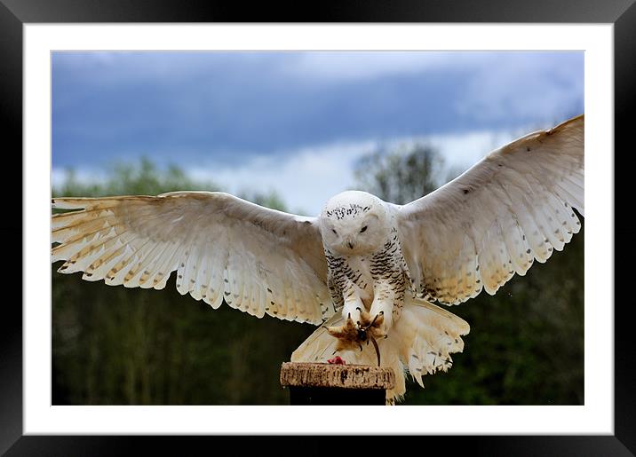 Snowy Owl Framed Mounted Print by Ken Patterson