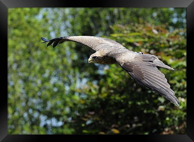 Taking Flight Framed Print by Ken Patterson