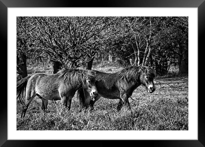 Wild ponies of Hindhead Framed Mounted Print by Andrew Stephen