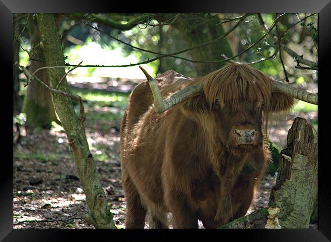 Highland cattle of Hindhead Framed Print by Andrew Stephen