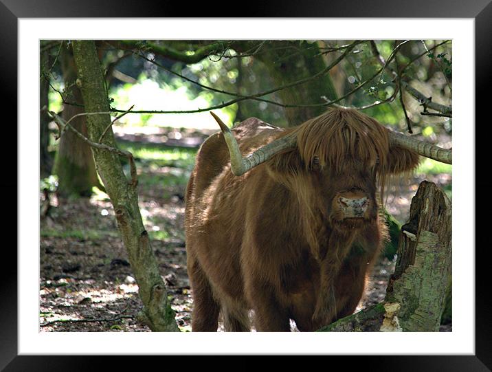 Highland cattle of Hindhead Framed Mounted Print by Andrew Stephen