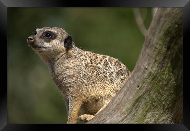 Posing Meerkat Framed Print by Andrew Stephen