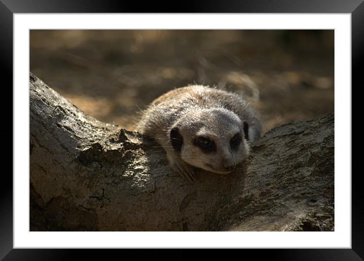 Sleeping meerkat Framed Mounted Print by Andrew Stephen
