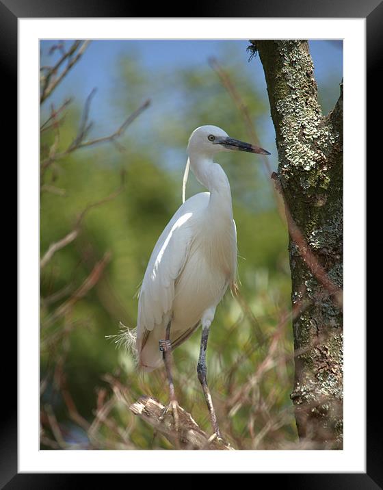 Little white egret Framed Mounted Print by Andrew Stephen