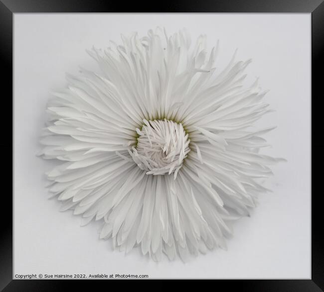 White Flower 2 Framed Print by Sue Hairsine