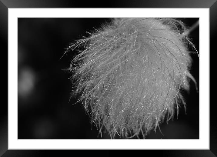 Clematis Seedhead Framed Mounted Print by Sue Hairsine