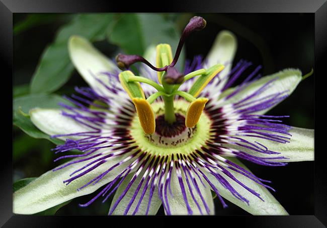 Passion Flower Framed Print by Sue Hairsine