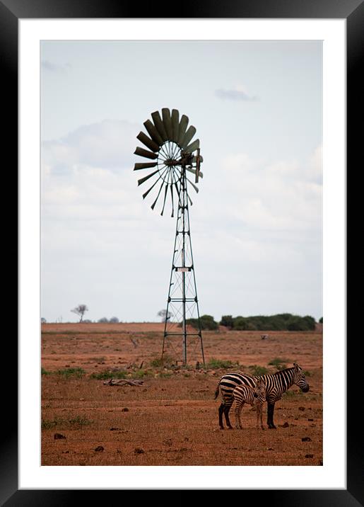 Zebra in Kenya Framed Mounted Print by Claire Ellis