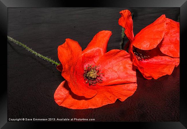 Poppies Framed Print by Dave Emmerson