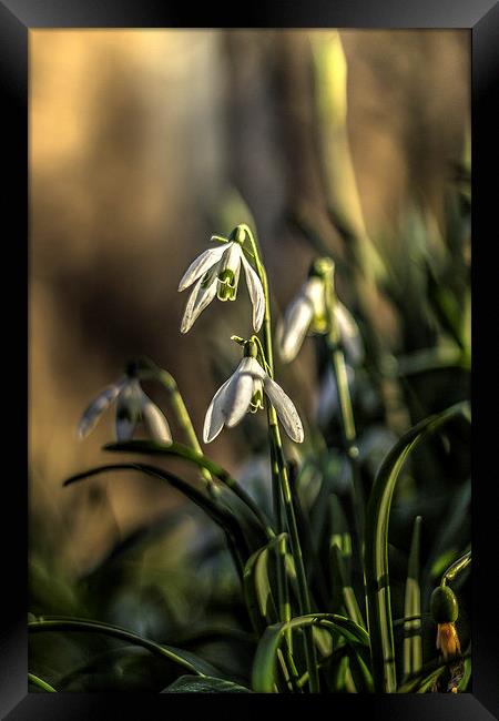 Snowdrops Framed Print by Dave Emmerson