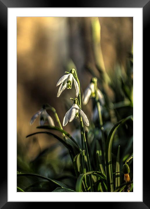 Snowdrops Framed Mounted Print by Dave Emmerson