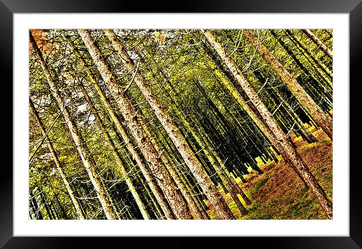 Whitford Pines Framed Mounted Print by Eben Owen