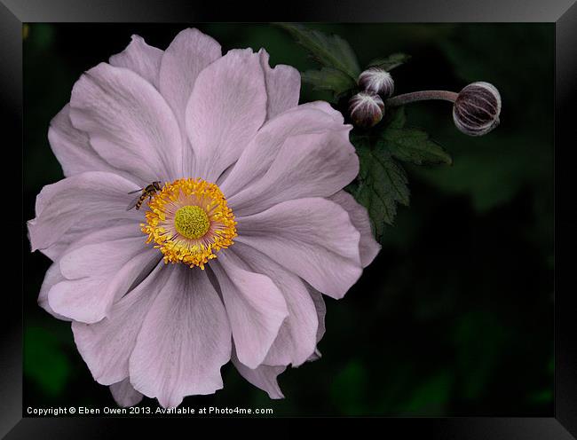 Paeonia and Pal Framed Print by Eben Owen