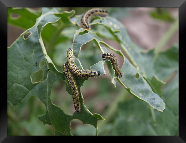 Caterpillar Feeding Framed Print by Kevin Peach