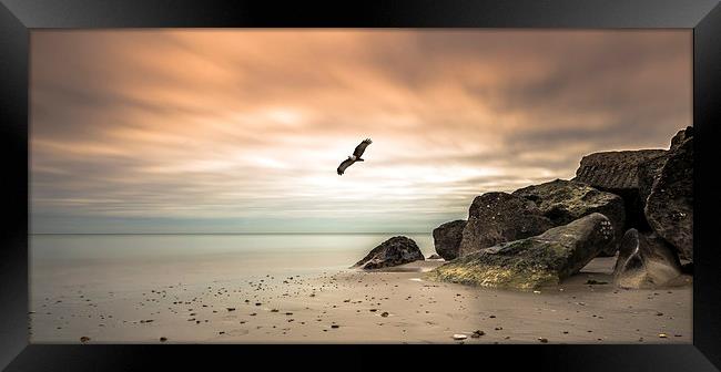 Majestic Eagle Soaring at Sunset Framed Print by Daniel Rose