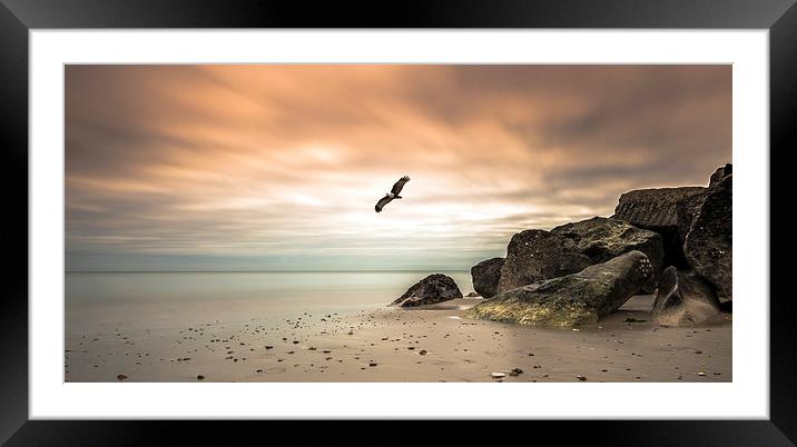 Majestic Eagle Soaring at Sunset Framed Mounted Print by Daniel Rose